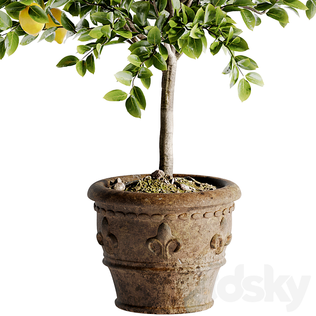 Indoor Bonsai Plants 46 3ds Max - thumbnail 2