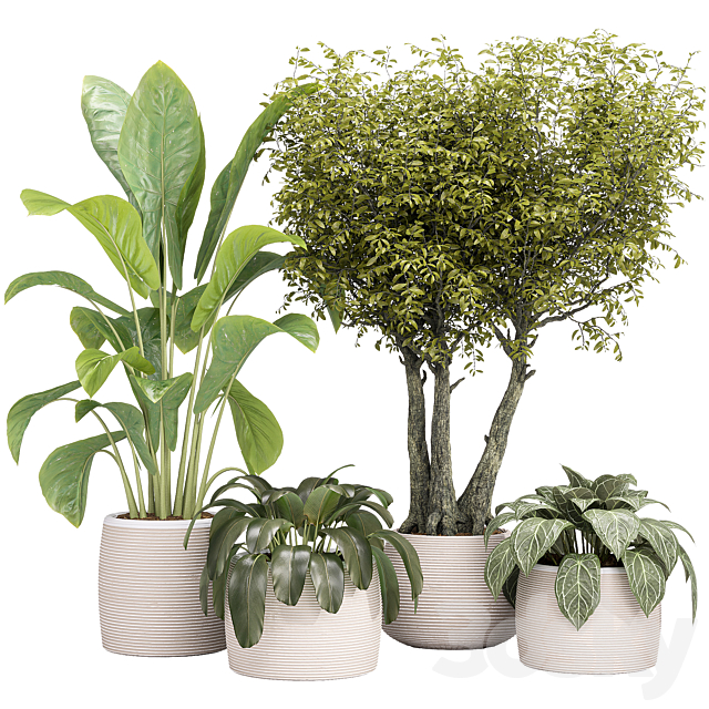 Indoor collection Plants 04 3ds Max - thumbnail 1