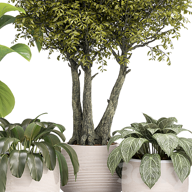 Indoor collection Plants 04 3ds Max - thumbnail 2