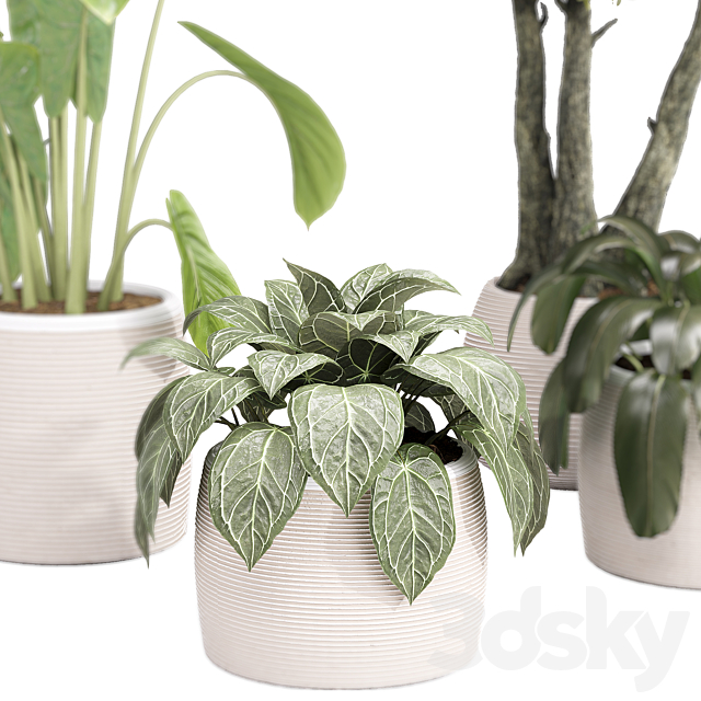 Indoor collection Plants 04 3ds Max - thumbnail 3