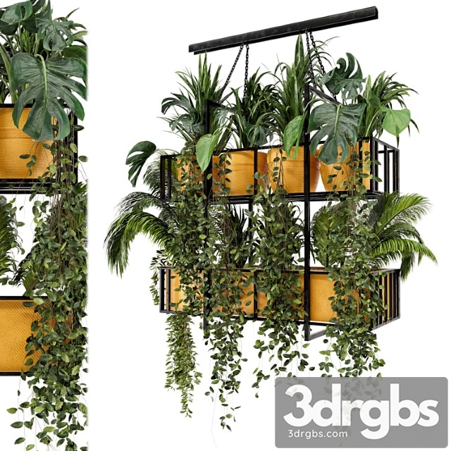 Indoor hanging plants in metal box – set 103 - thumbnail 1