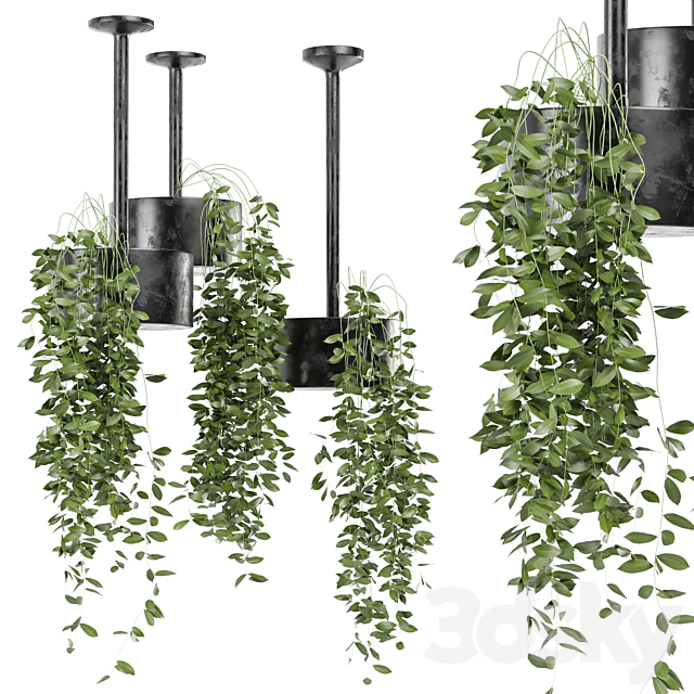 indoor hanging plants in metal box set 134 3ds Max - thumbnail 1