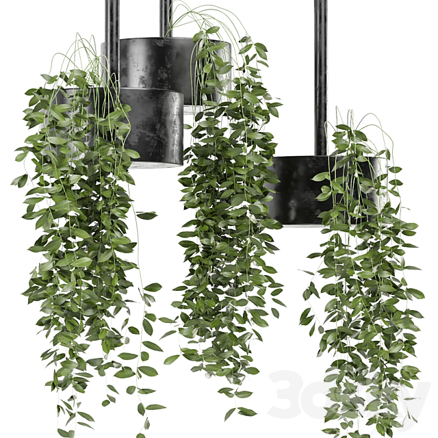 indoor hanging plants in metal box set 134 3ds Max - thumbnail 2