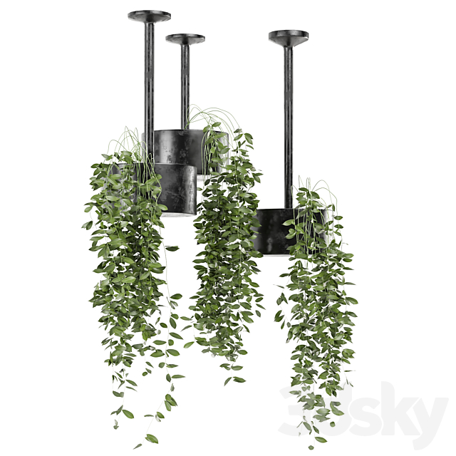 indoor hanging plants in metal box set 134 3ds Max - thumbnail 3