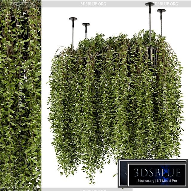 Indoor Hanging Plants in Metal Box – Set 192 3DS Max - thumbnail 3