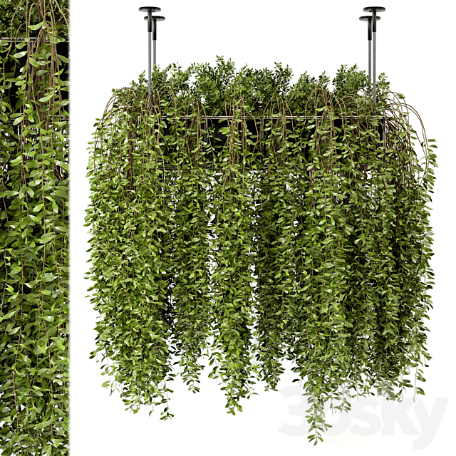 Indoor Hanging Plants in Metal Box – Set 192 3DSMax File - thumbnail 2