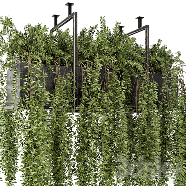 Indoor Hanging Plants in Metal Box – Set 303 3ds Max - thumbnail 3