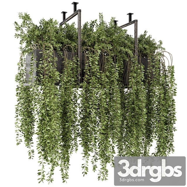 Indoor hanging plants in metal box – set 303 - thumbnail 1