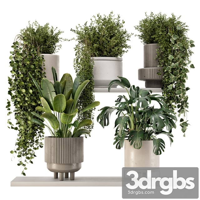 Indoor hanging plants in rusty concrete pot – set 909 - thumbnail 1