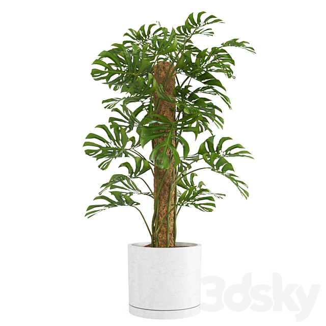 Indoor Monstera Plant 3DS Max Model - thumbnail 2