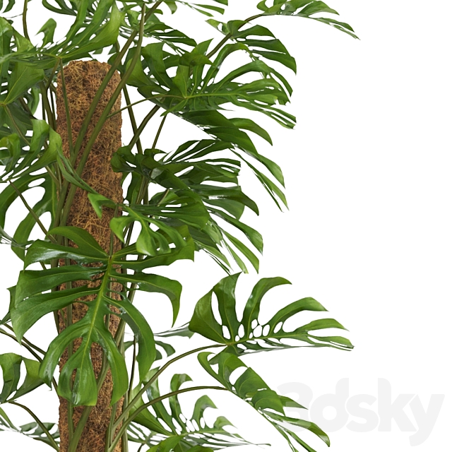 Indoor Monstera Plant 3DS Max Model - thumbnail 3