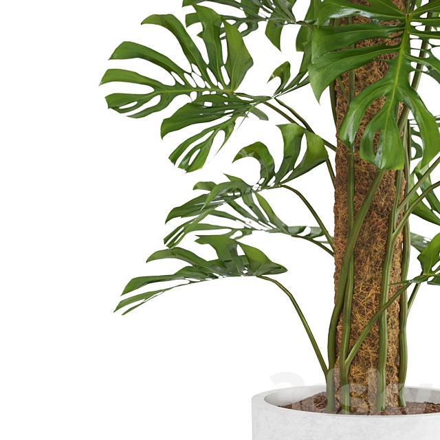 Indoor Monstera Plant 3DS Max Model - thumbnail 4