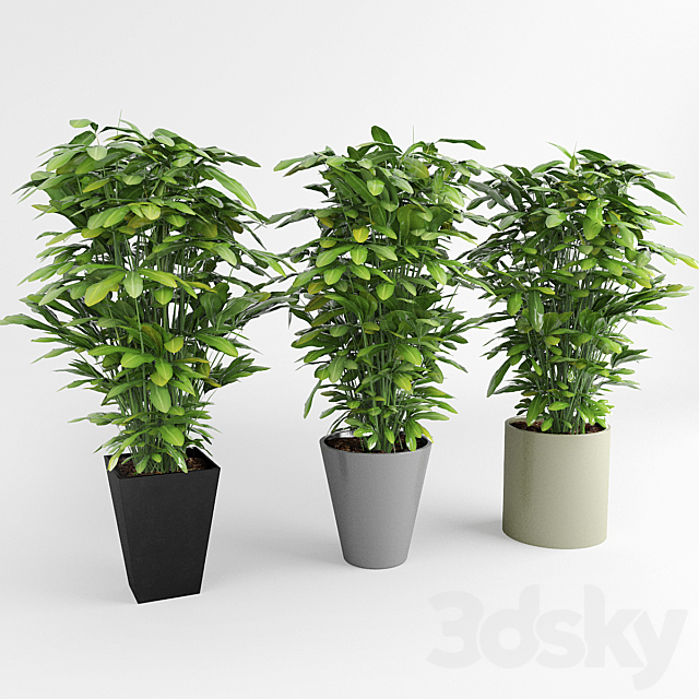 Indoor ornamental plants 3DSMax File - thumbnail 1