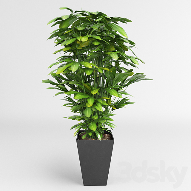 Indoor ornamental plants 3DSMax File - thumbnail 2