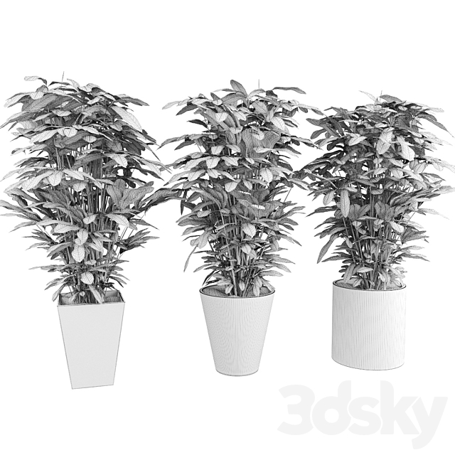 Indoor ornamental plants 3DSMax File - thumbnail 3