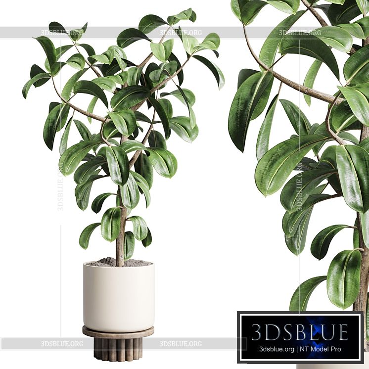 Indoor outdoor plant 106 wood vase pot ficus rubbery 3DS Max - thumbnail 3