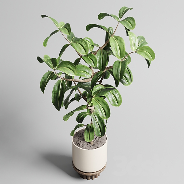 Indoor outdoor plant 106 wood vase pot ficus rubbery 3DSMax File - thumbnail 5