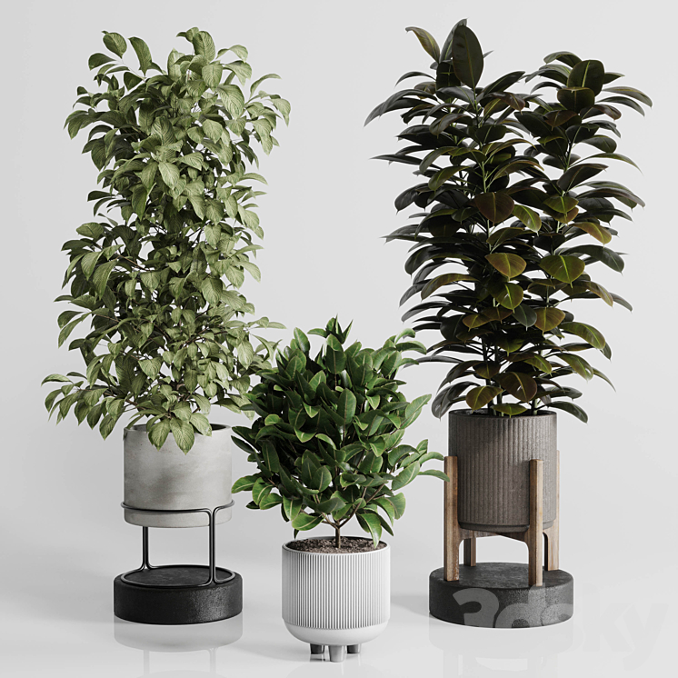 Indoor Outdoor plant Set 289 plant ficus rubbery tree vase dirty concrete 3DS Max Model - thumbnail 2