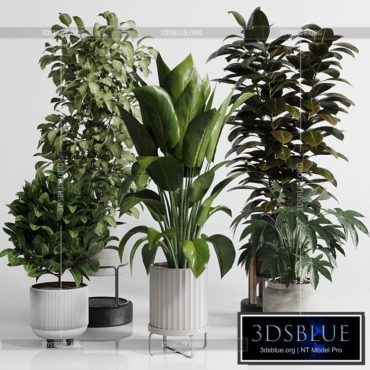 Indoor Outdoor plant Set 289 plant ficus rubbery tree vase dirty concrete 3DS Max - thumbnail 3