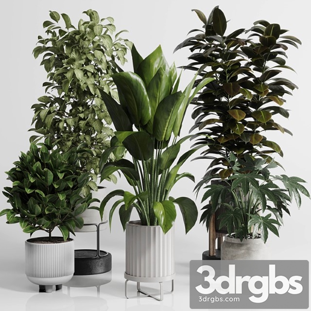 Indoor outdoor plant set 289 plant ficus rubbery tree vase dirty concrete - thumbnail 1