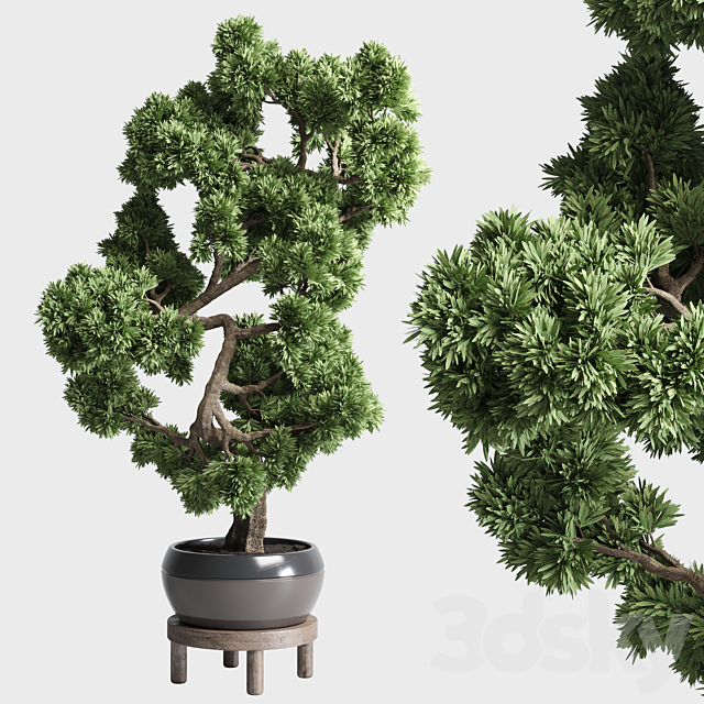 indoor outdoor plants 134 pots tree bonsai 3DSMax File - thumbnail 1