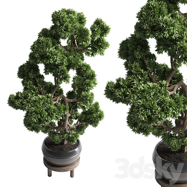 indoor outdoor plants 134 pots tree bonsai 3DSMax File - thumbnail 2