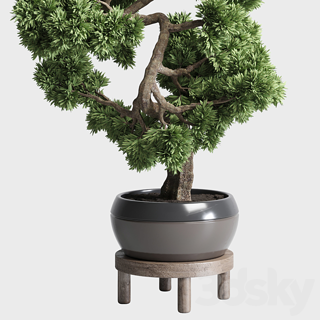 indoor outdoor plants 134 pots tree bonsai 3DSMax File - thumbnail 3