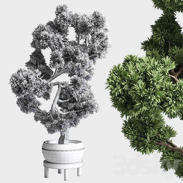 indoor outdoor plants 134 pots tree bonsai 3DSMax File - thumbnail 5