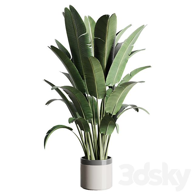 indoor outdoor plants 157 pot palnt ravenala concrete vase 3ds Max - thumbnail 1