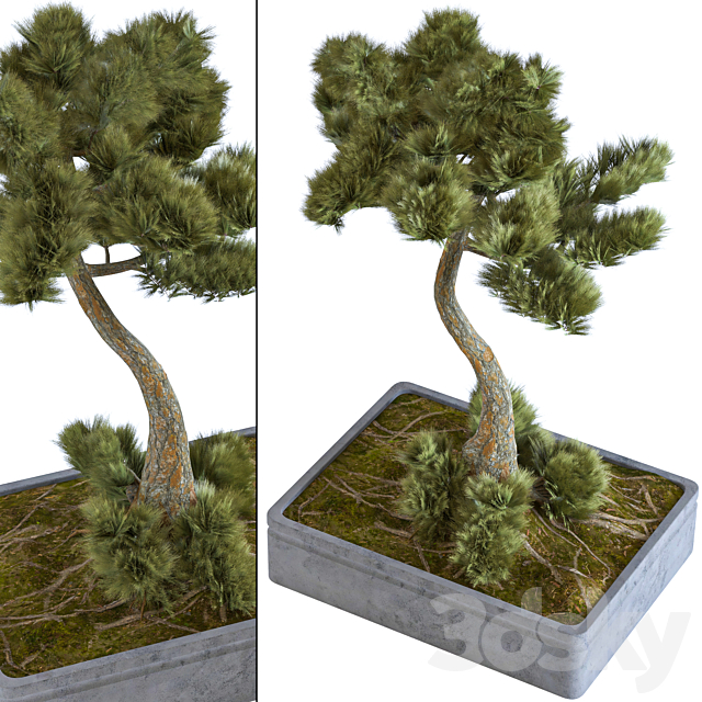 indoor palant decor bonsai vol 08 3DSMax File - thumbnail 1