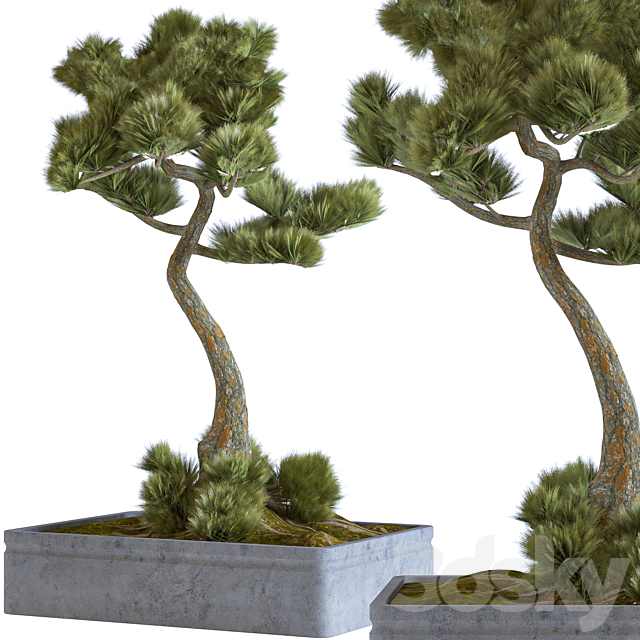 indoor palant decor bonsai vol 08 3DSMax File - thumbnail 2