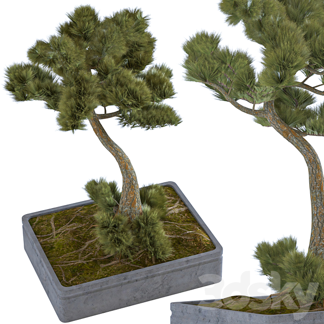 indoor palant decor bonsai vol 08 3DSMax File - thumbnail 3