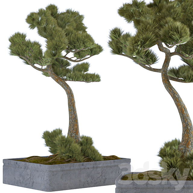 indoor palant decor bonsai vol 08 3DSMax File - thumbnail 4