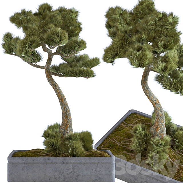 indoor palant decor bonsai vol 08 3DSMax File - thumbnail 5