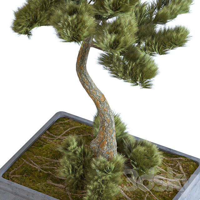 indoor palant decor bonsai vol 08 3DSMax File - thumbnail 6