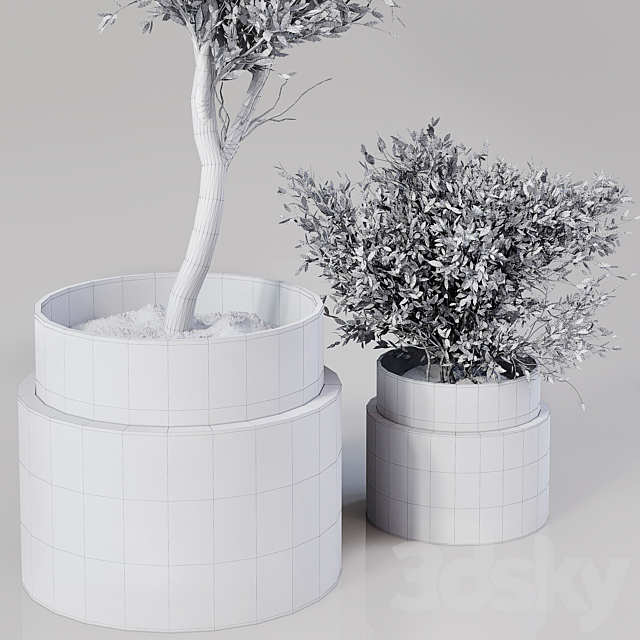 Indoor Plant 01 3DS Max Model - thumbnail 3