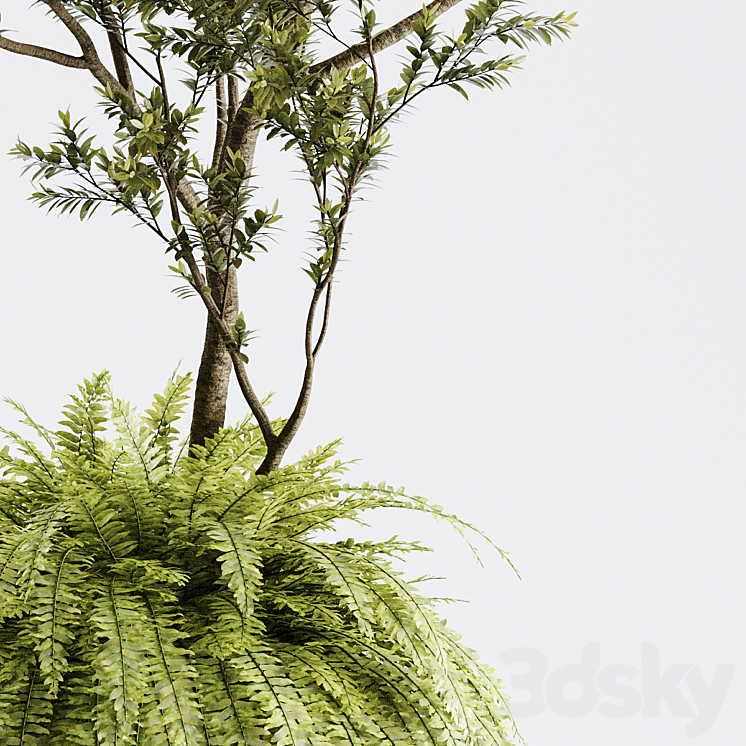 Indoor Plant 01 – ORGANIKA 3DS Max - thumbnail 2