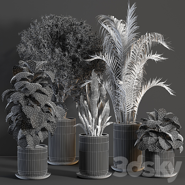 indoor plant 02 3DS Max Model - thumbnail 5