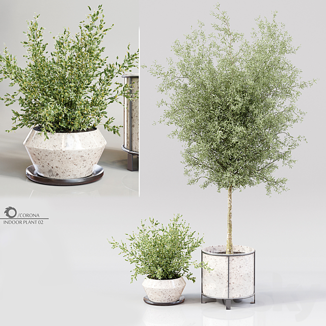 Indoor Plant 02 3DSMax File - thumbnail 1