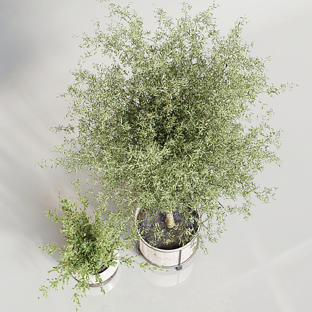 Indoor Plant 02 3DSMax File - thumbnail 2