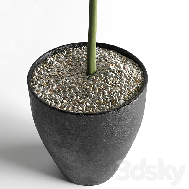 indoor plant 03 3DSMax File - thumbnail 2