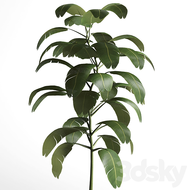 indoor plant 03 3DSMax File - thumbnail 3