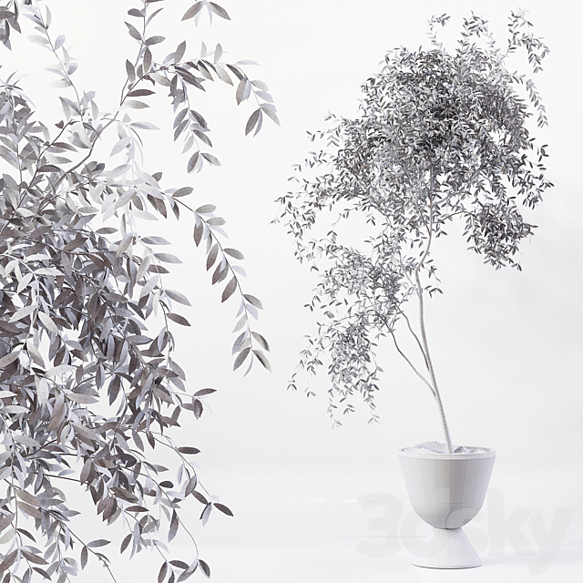 Indoor Plant 05 3ds Max - thumbnail 3