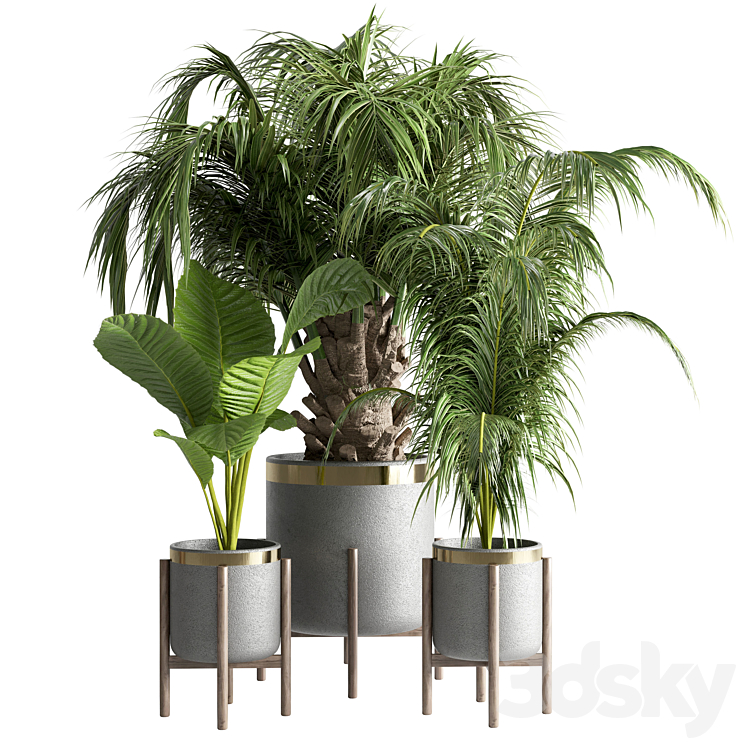 indoor plant 13 3DS Max - thumbnail 1