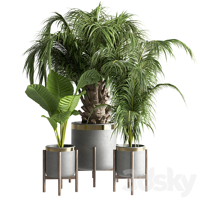 indoor plant 13 3DSMax File - thumbnail 1