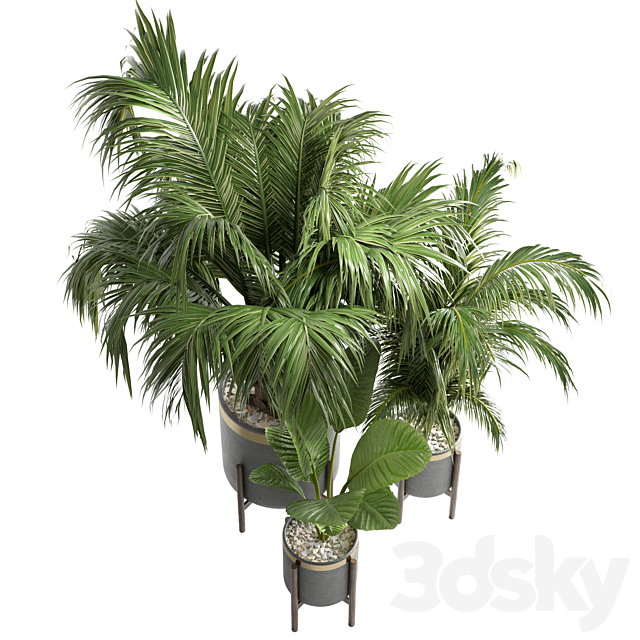 indoor plant 13 3DSMax File - thumbnail 3