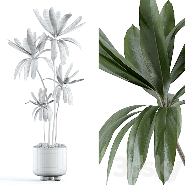 indoor plant 145 3DS Max Model - thumbnail 2