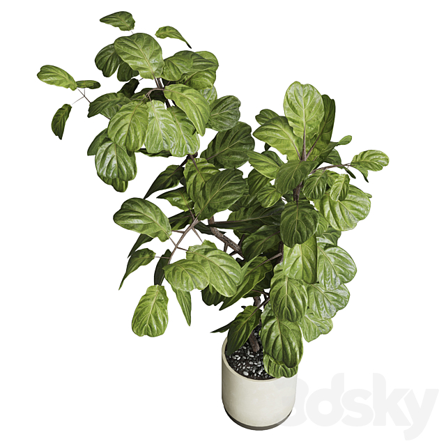 Indoor plant 149 plant ficus lyrata concrete vase 3DS Max Model - thumbnail 2