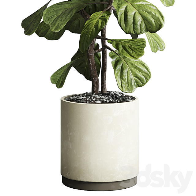 Indoor plant 149 plant ficus lyrata concrete vase 3DS Max Model - thumbnail 3