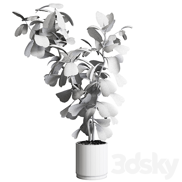 Indoor plant 149 plant ficus lyrata concrete vase 3DS Max Model - thumbnail 6